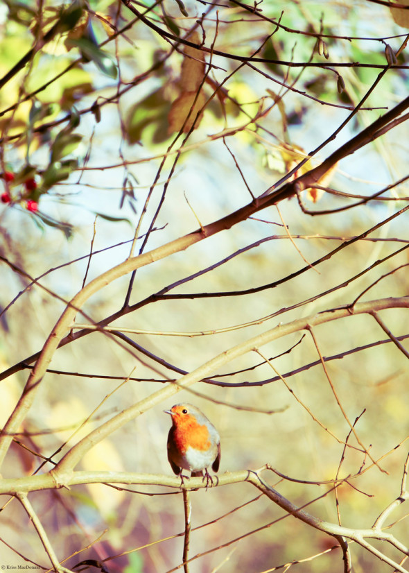 English robin and holly tree