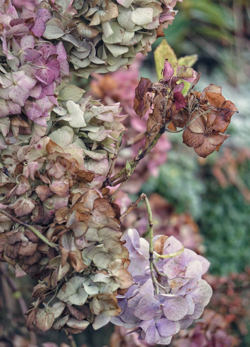 fading hydrangea flowers