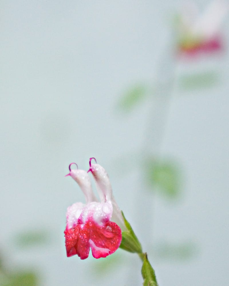 Salvia hot lips in winter