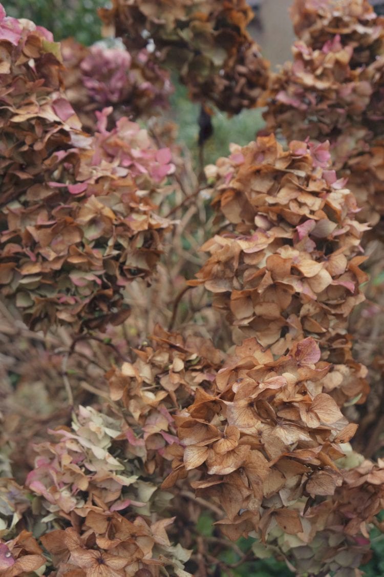 Hydrangea flower heads today