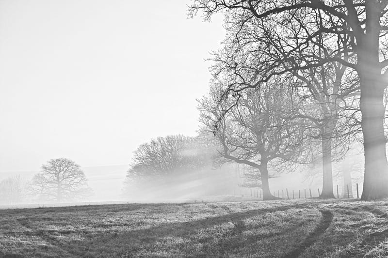 winter morning trees black and white