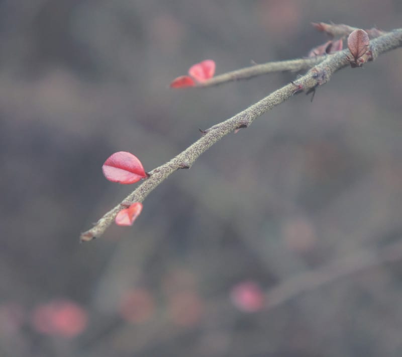 few red leaves shrub