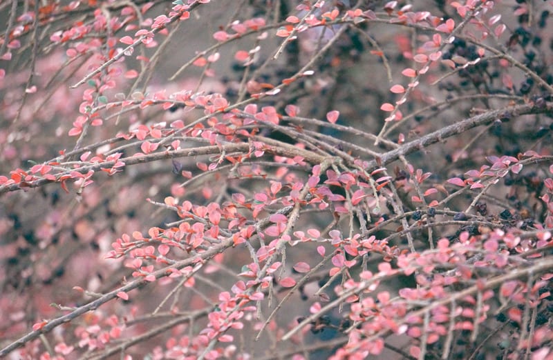 small red leaves shrub