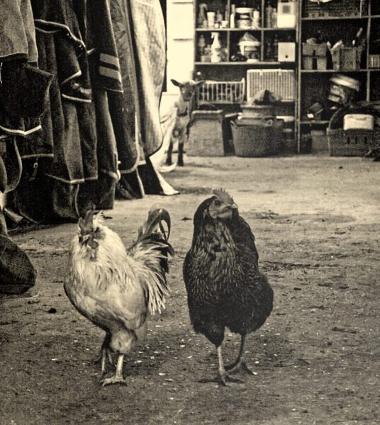 lamb eavesdropping rooster hen