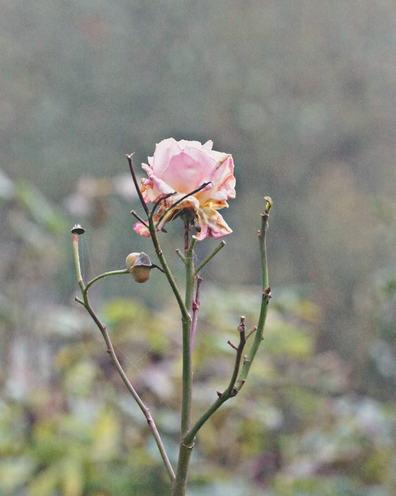 pink rose