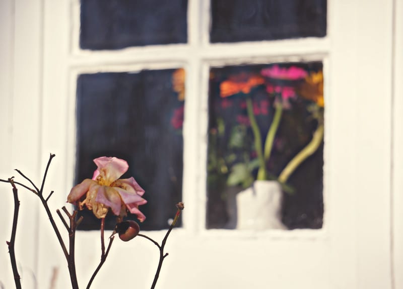 rose flowers behind window