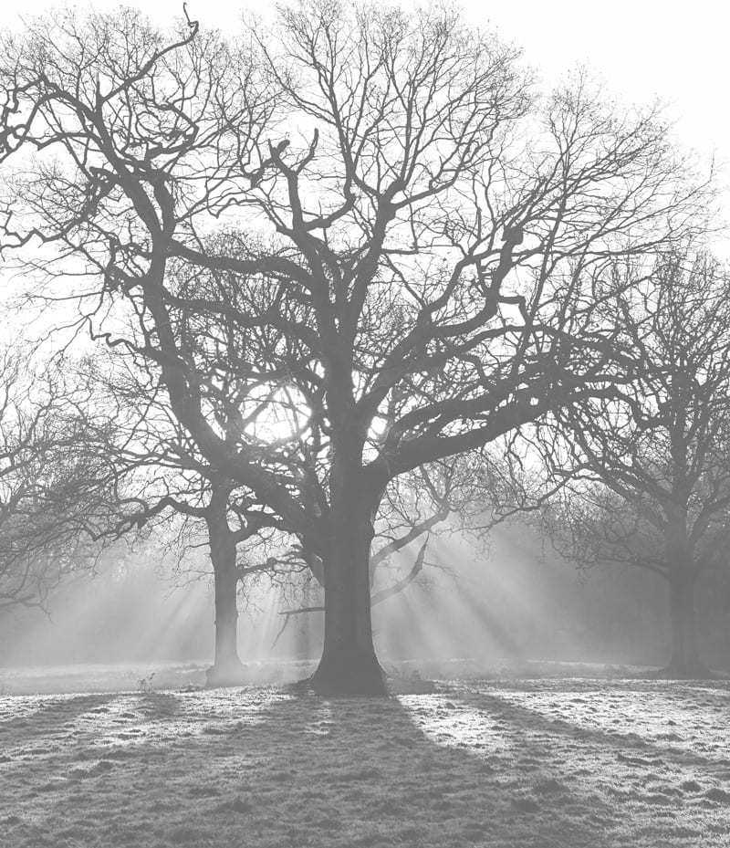 sun rays frost trees
