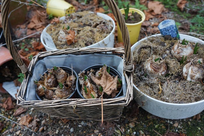 hyacinth bulbs