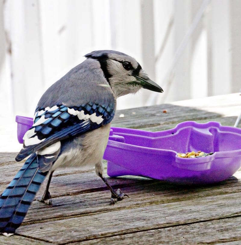 Blue Jay on outdoor table