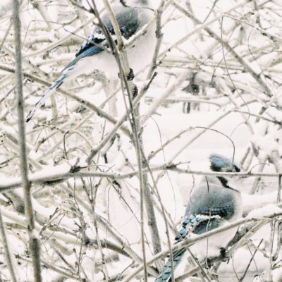 pair of blue jays in snow