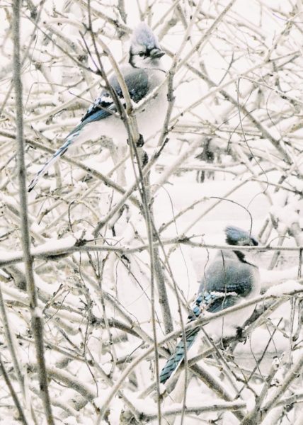 pair of blue jays in snow