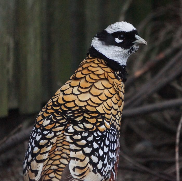 Captive Reeves's pheasant