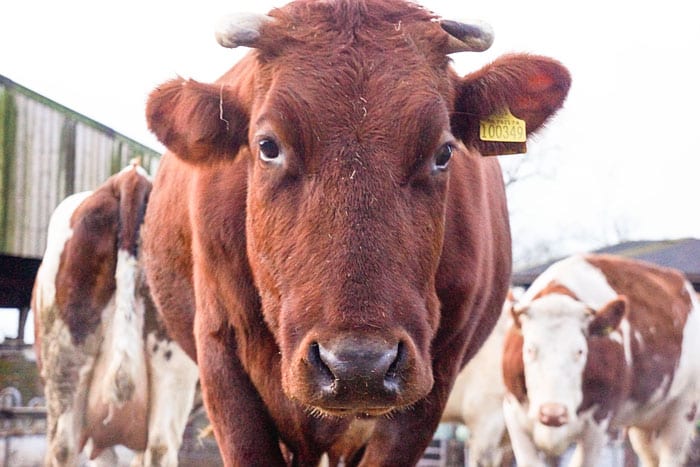 Dairy cows who see daylight (unlike too many)