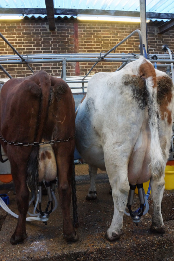 Cow milking