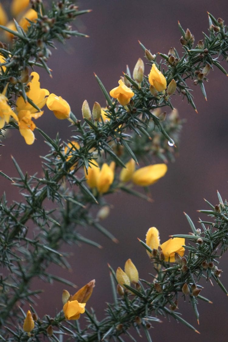gorse yellow blooms