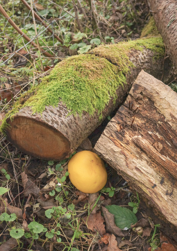 grapefruit trap by logs