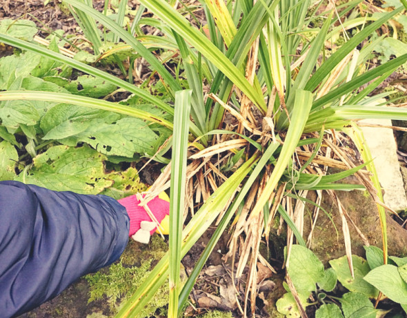 placing grapefruit by damp rocks