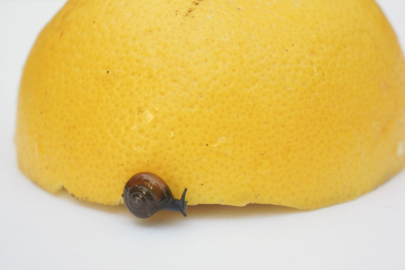 baby snail on grapefruit