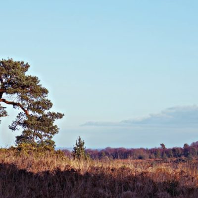lone pine Ashdown Forest Pooh walk