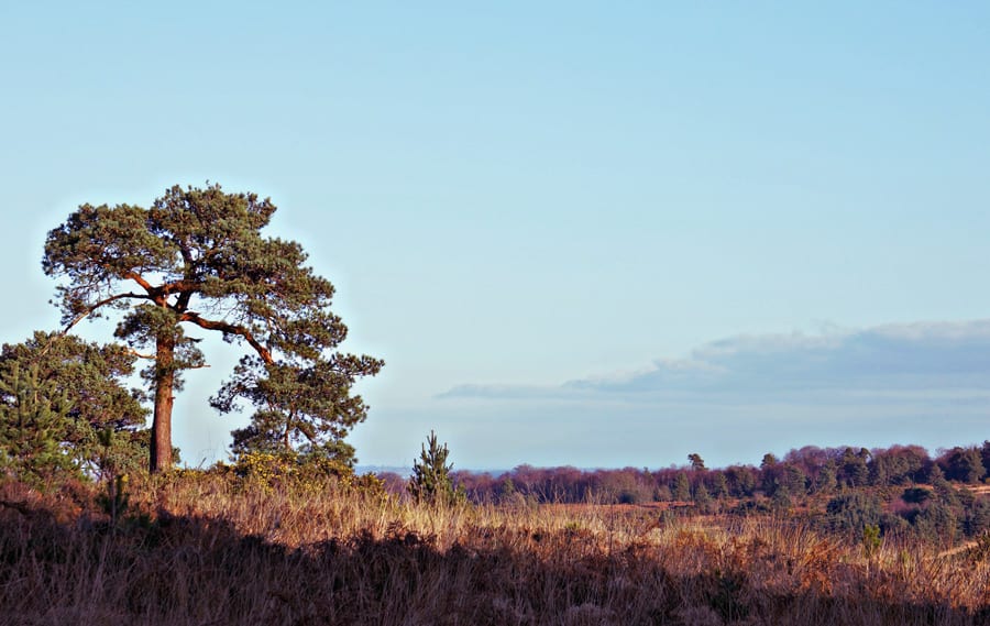 lone pine Ashdown Forest Pooh walk