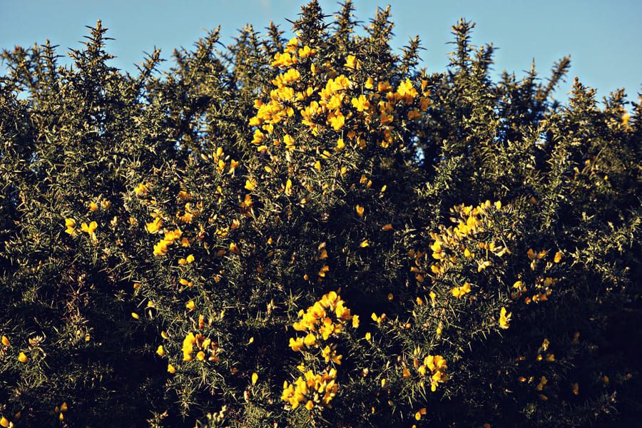 common gorse shrub