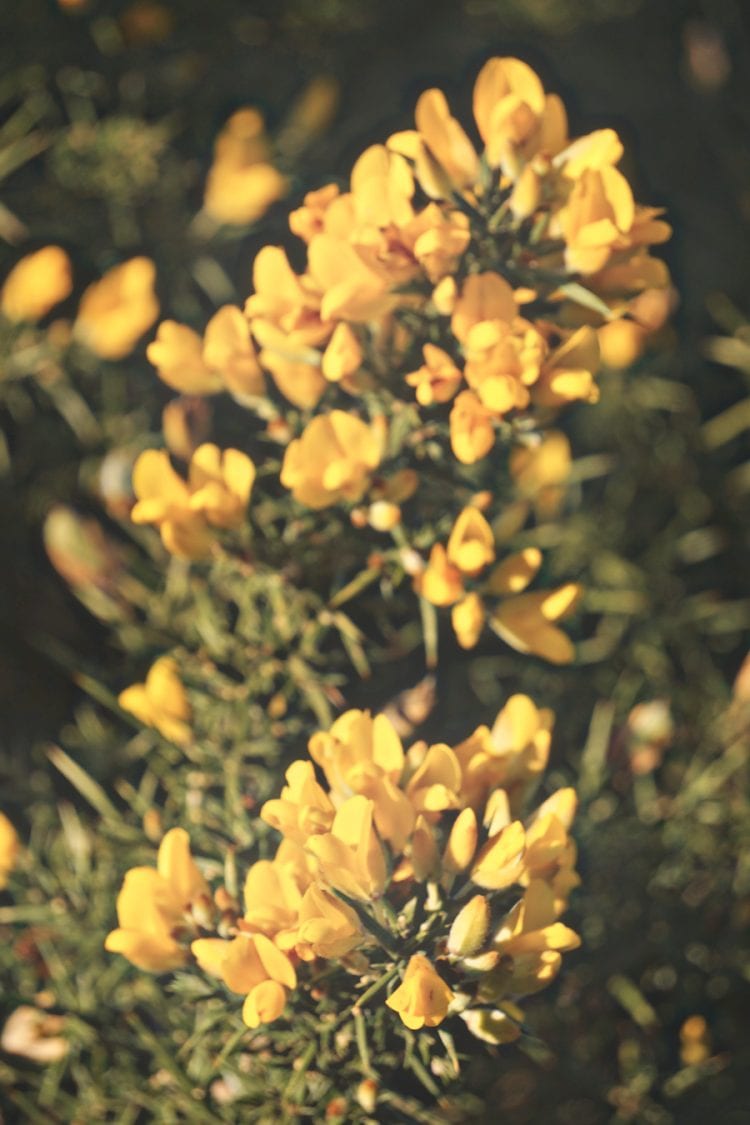 gorse flowers