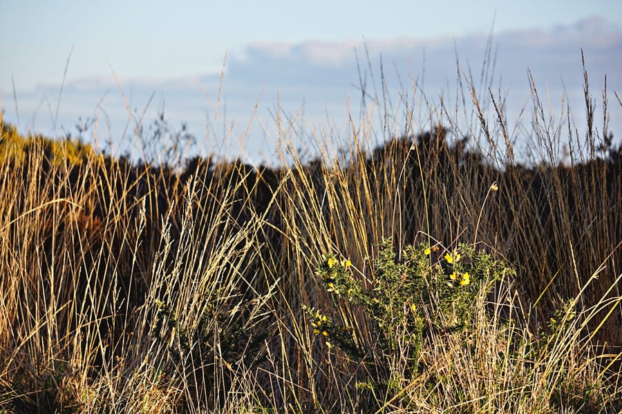 gorse bush and heath grass