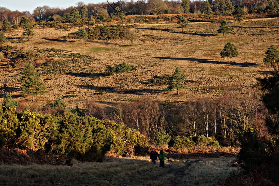 Heading towards North Pole Ashdown Forest