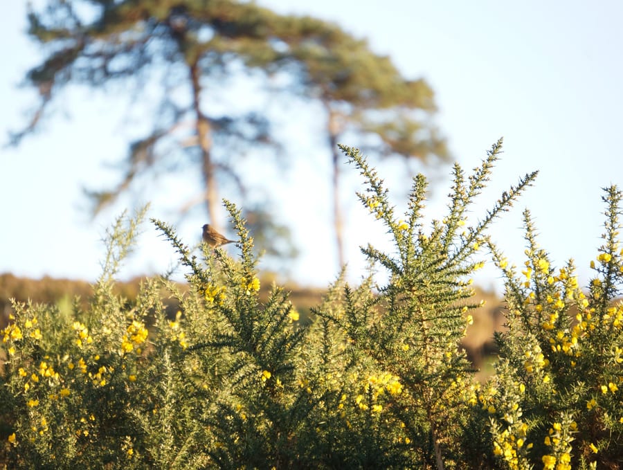 bird on gorse bush