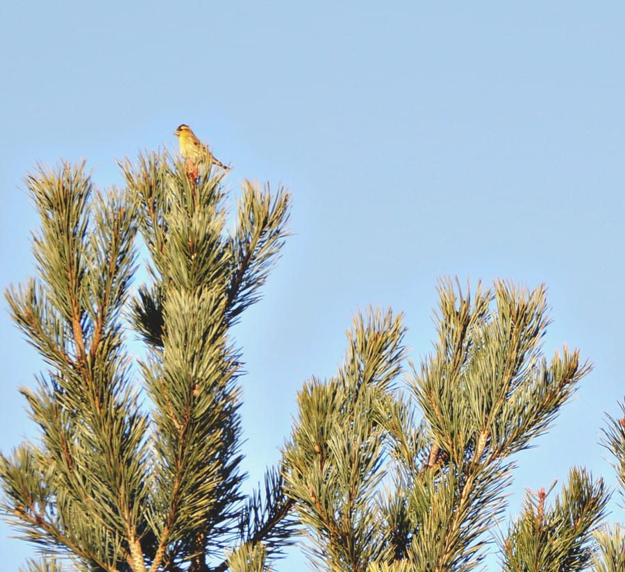 siskin wild bird on top of pine tree