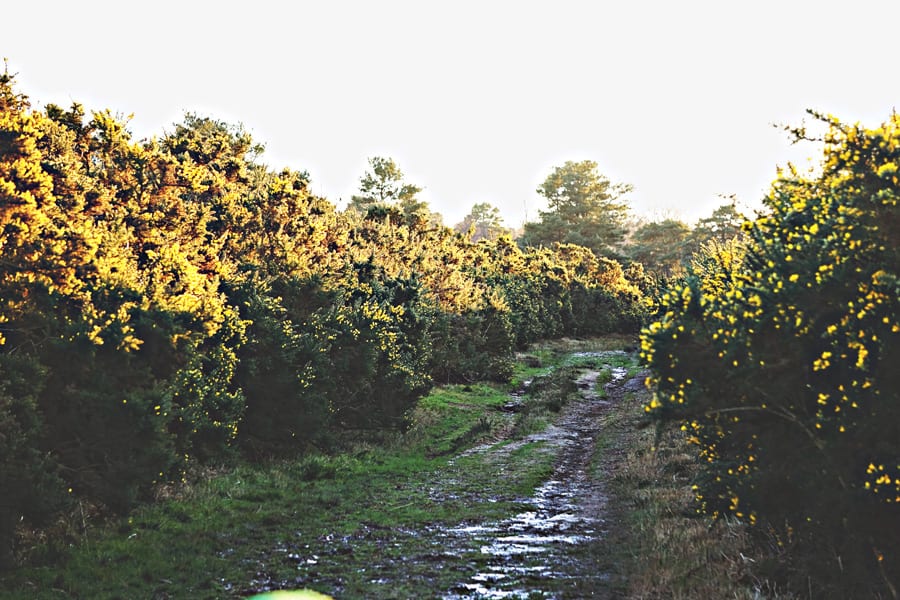 path with gorse bushes