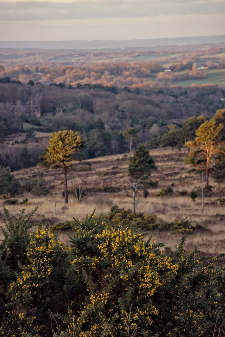 gorse ashdown forest