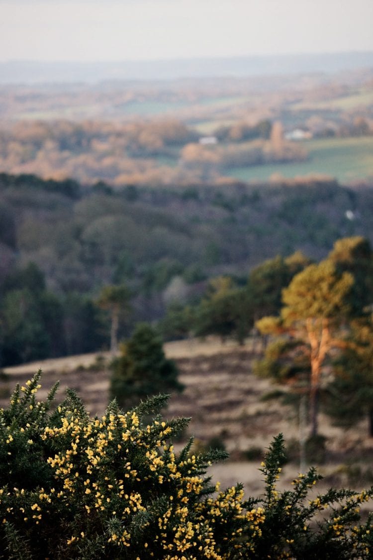 ashdown forest view plus gorse