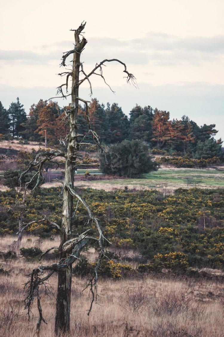 ashdown forest landscape with gorse