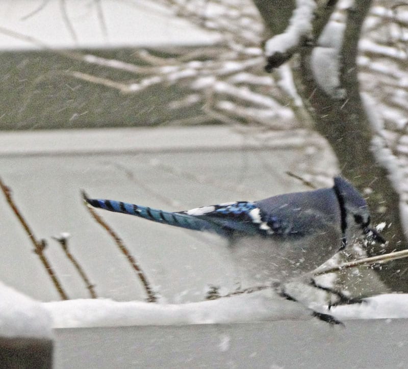 blue jay playing in snow
