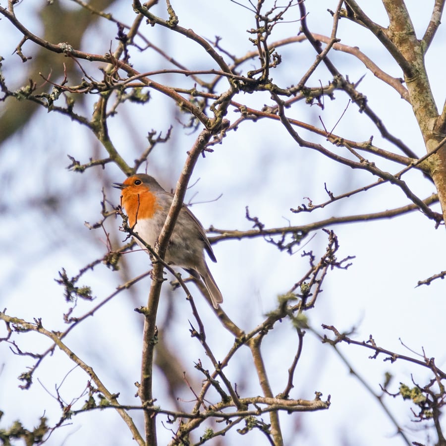 robin singing