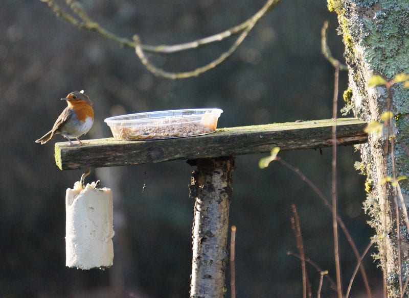 Robin n bird platform