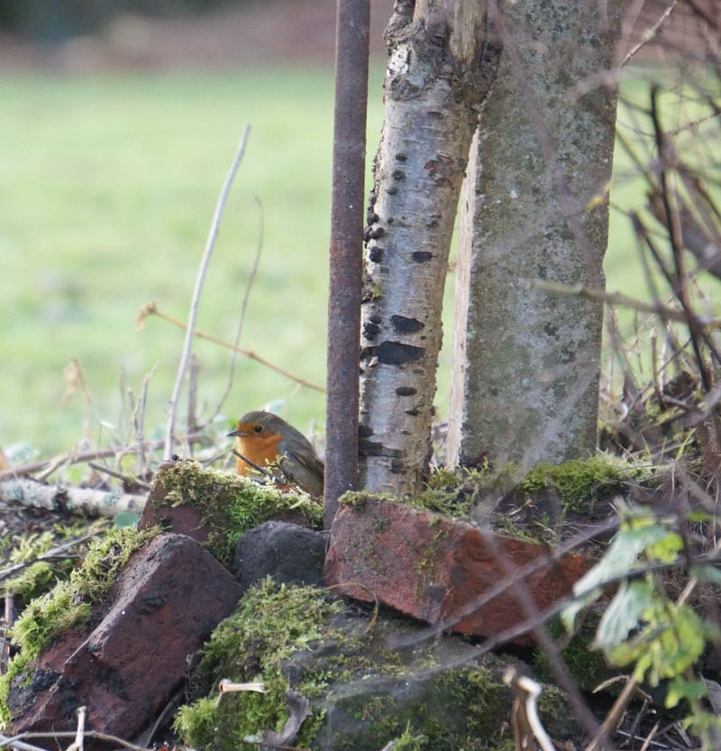 robin inspecting