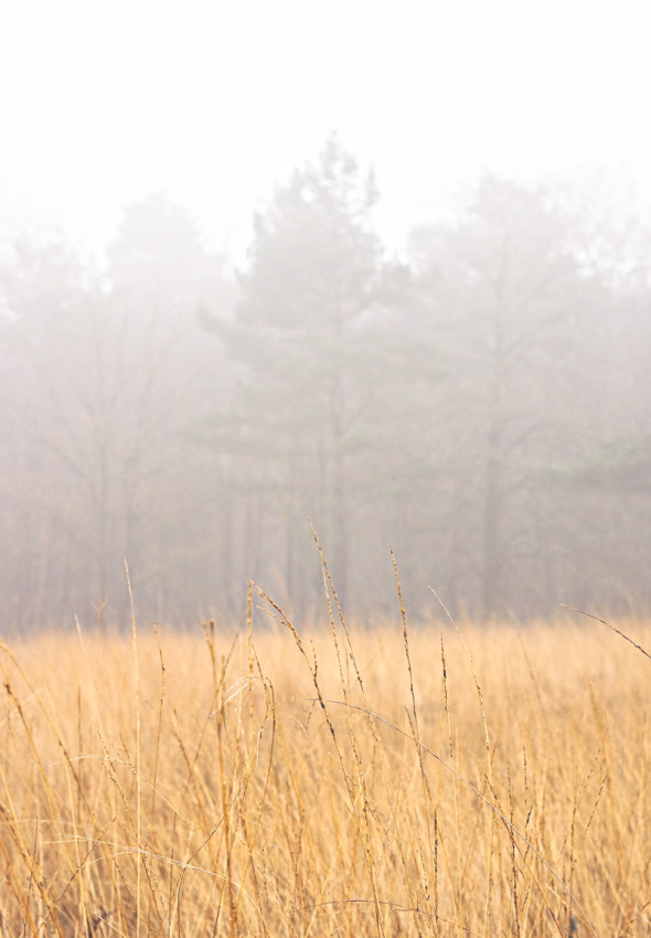 long grass and pines in mist