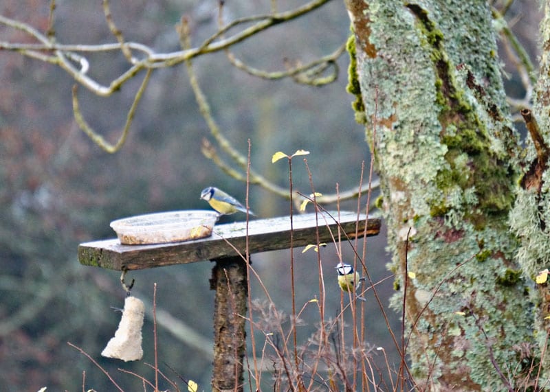 blue tits on birdfeeder