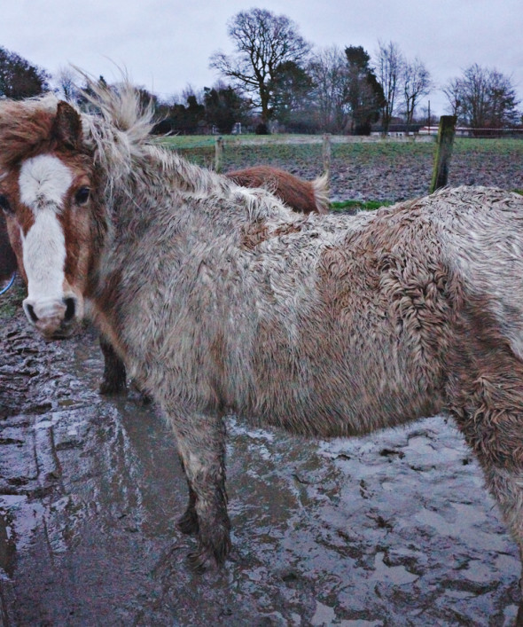 muddy pony