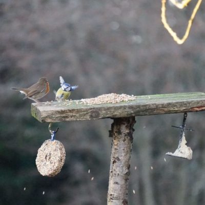 robin and blue tit on feeder