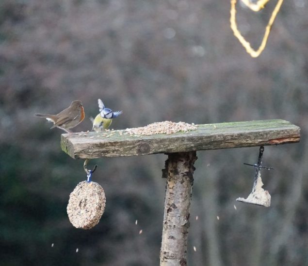 robin and blue tit on feeder