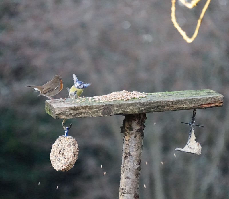 robin and blue tit on feeder