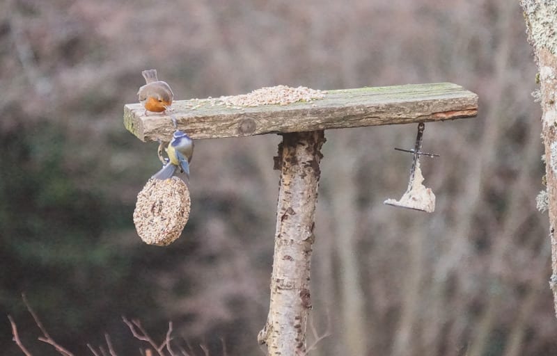 robin and blue tit