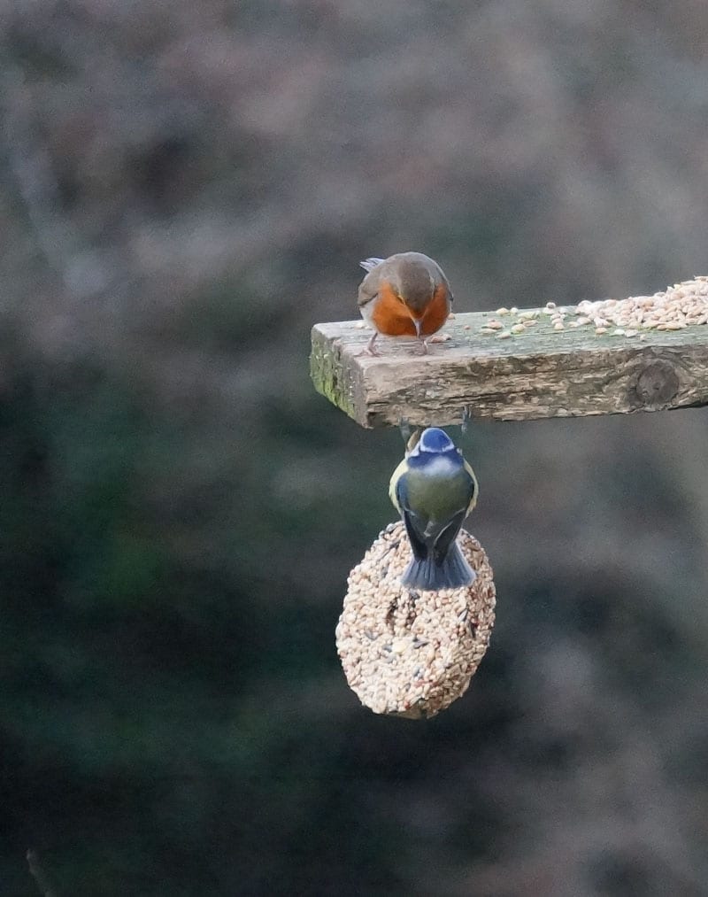 Robin and blue tit