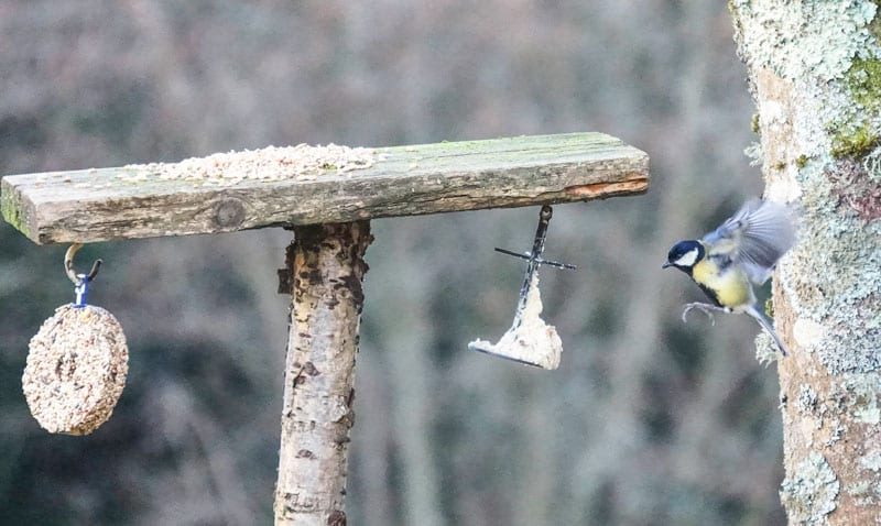 DSC06259-great-tit-in-flight-w-800