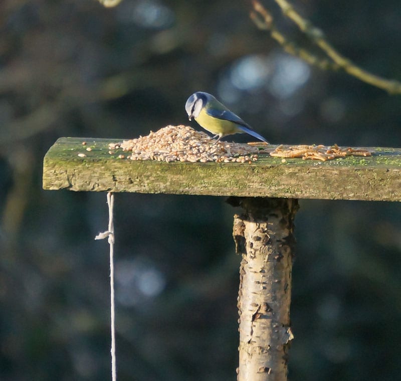 blue tit eating wild bird food