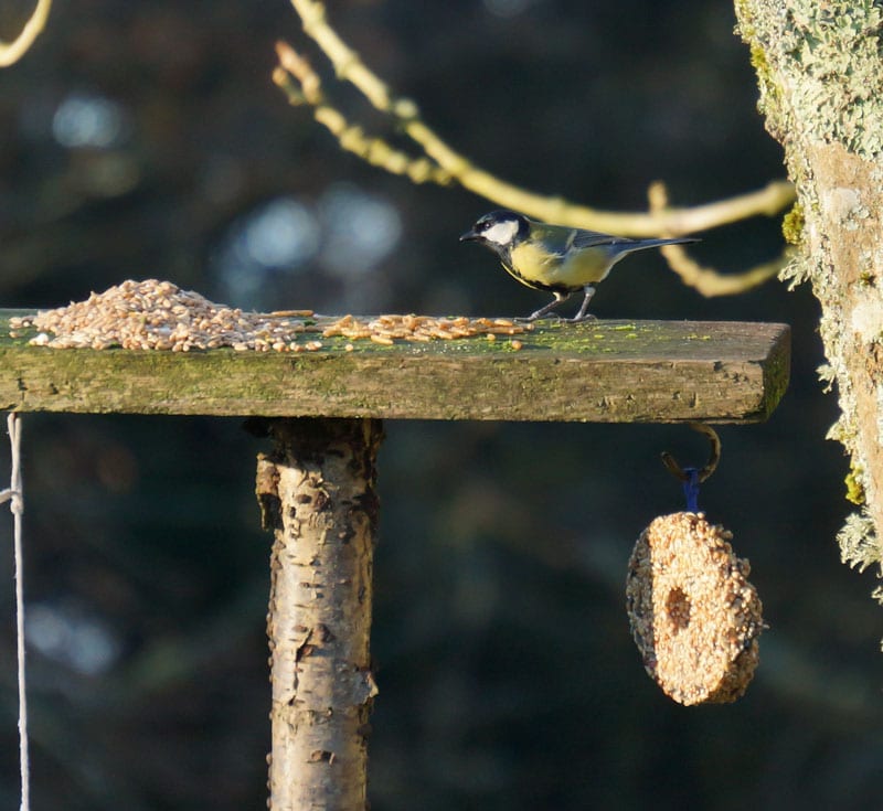 Great tit