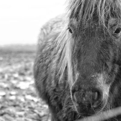 A winter pony – my Sunday photo.